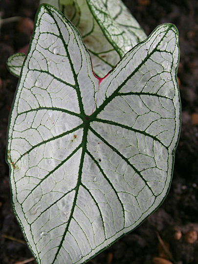 June08_097.WHITE CALADIUM