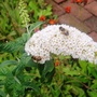 Garden_2007_023