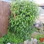 Buddlea_may_2008_-_32.jpg (Buddleja davidii (Butterfly bush))
