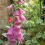 foxglove (Digitalis purpurea)