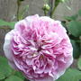 Rosa centifolia