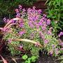 Erysimum longifolium