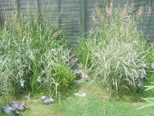 Grasses by pond