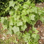 Blackberry f[Ribes nigrum} fruit bush 06.08 (Ribes nigrum (Vistabile))