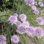 Flowering chives (Allium schoenoprasum (Chives))