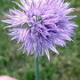 Chive blossom (Allium schoenoprasum (Chives))