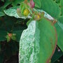 Hypericum androsaenum