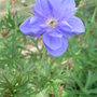 Geranium_pratense__plenum_caeruleum_
