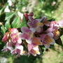 Abelia schumannii (Abelia schumannii)