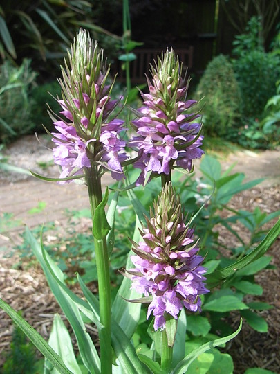 Dactylorhiza praeternissa (Dactylorhiza praeternissa)