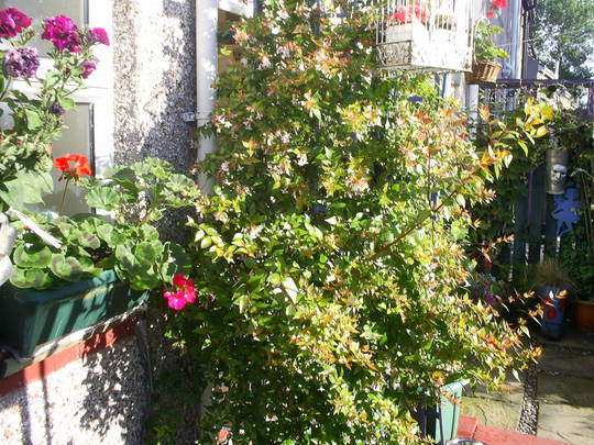 jasmine at back door