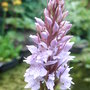 Dactylorhiza_fuchsii