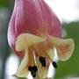 A garden flower photo (Kalanchoe Wendy)