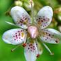 Saxifraga umbrosa