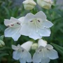 Penstemon__snowstorm_