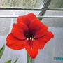 Amaryllis (Amaryllis)