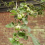 Babybramleyapplesvistabileveggarden16