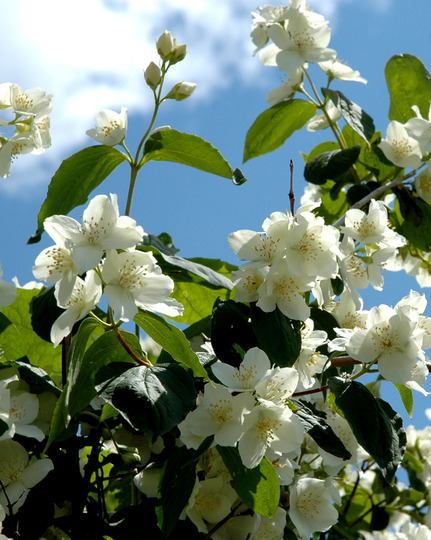 Philadelphus