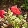 Mimulus_highlandred_vistabilerockeryhouseend16