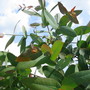 Eucalyptus