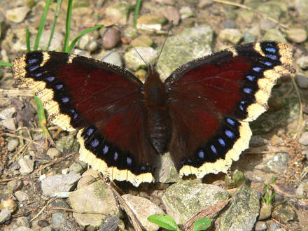 Mourning Cloak Butterfly