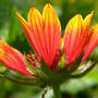 Gaillardia Veins