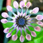 Whirligig