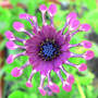 Pink Whirligig