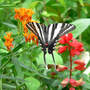 Zebra_st_bfw_salvia3_6-16-08_top_exc_sm
