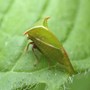 Adult Buffalo Treehopper