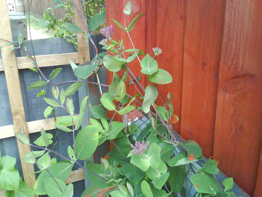 Honeysuckle (Lonicera periclymenum (Honeysuckle))