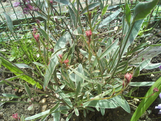 Gaura lindheimeri (Gaura) (Gaura lindheimeri (Gaura))