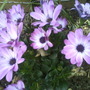 Osteospermum