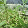 Dsc01004