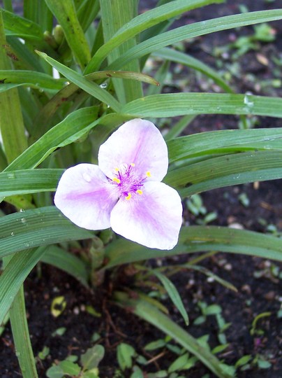 Tradescantia 'Bilberry Ice' (Tradescantia 'Bilberry Ice')