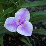 Tradescantia