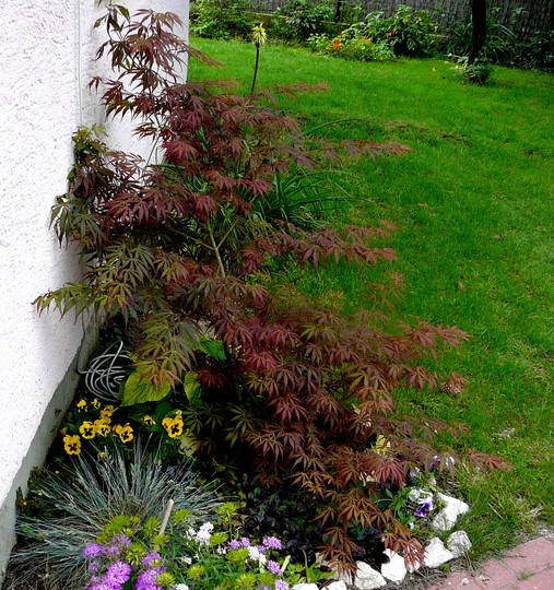 Japanese Maple (Acer palmatum (Japanese maple))