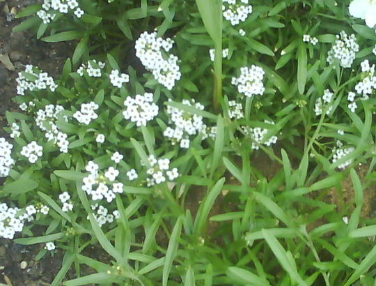 alyssum (Lobularia maritima (Alyssum Rosie ODay))