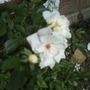 Rosa filipes