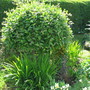 Salix caprea