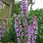 Salvia nemorosa
