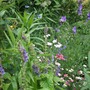 Scutellaria