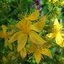 Hypericum cerastioides