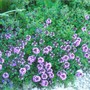 Hebe_groundcover