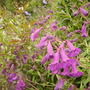 Penstemon