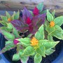 various celosia (celosia)