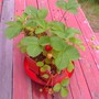 Strawberry_061808