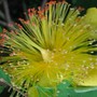 Hypericum