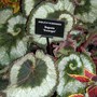 Begonia "Escargot", Gardening Scotland 2008