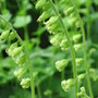 Tellima